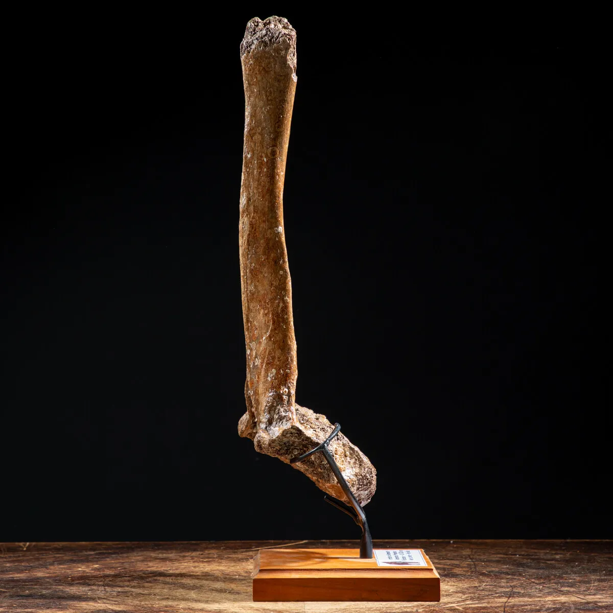 Vertebra Mammuthus Primigenius