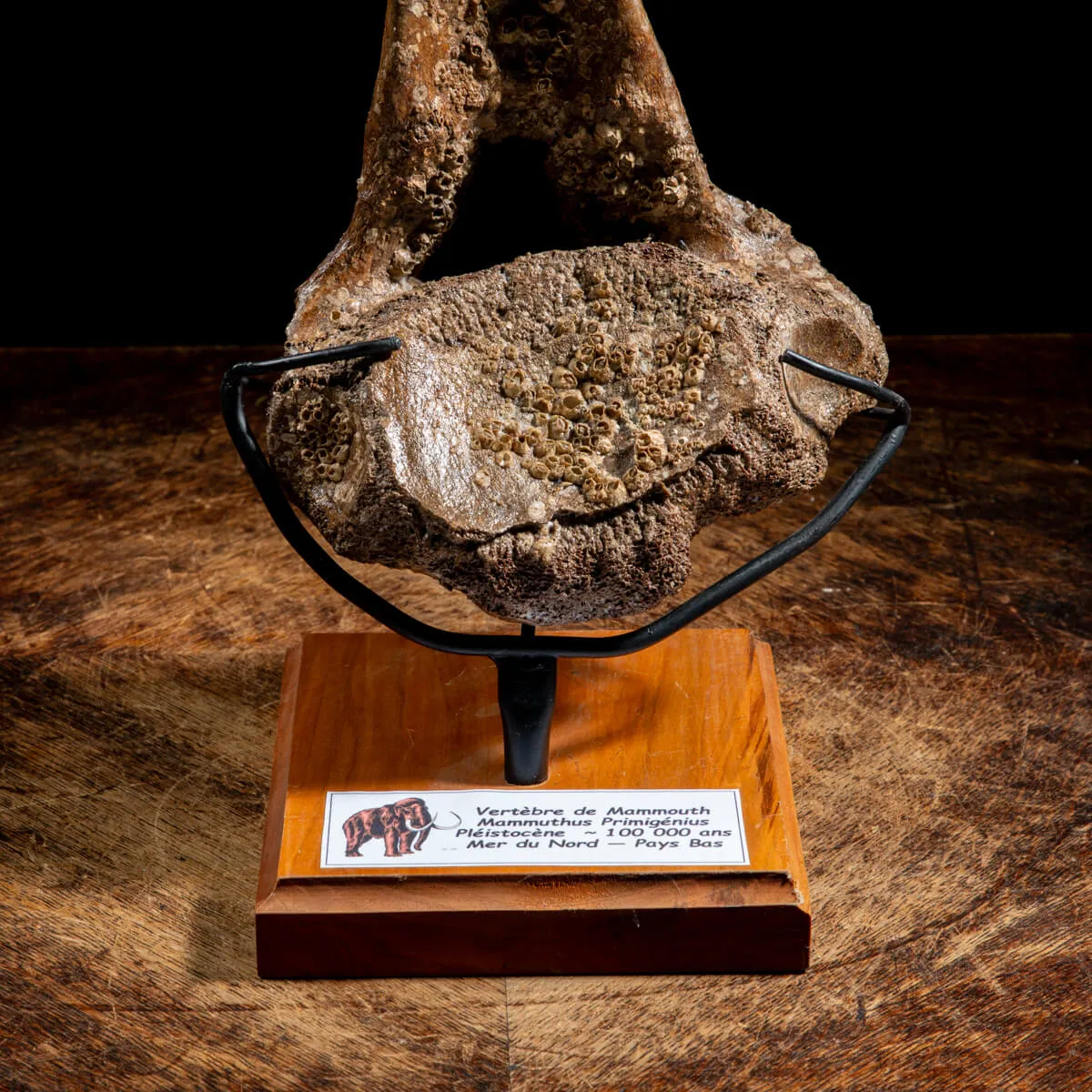 Vertebra Mammuthus Primigenius