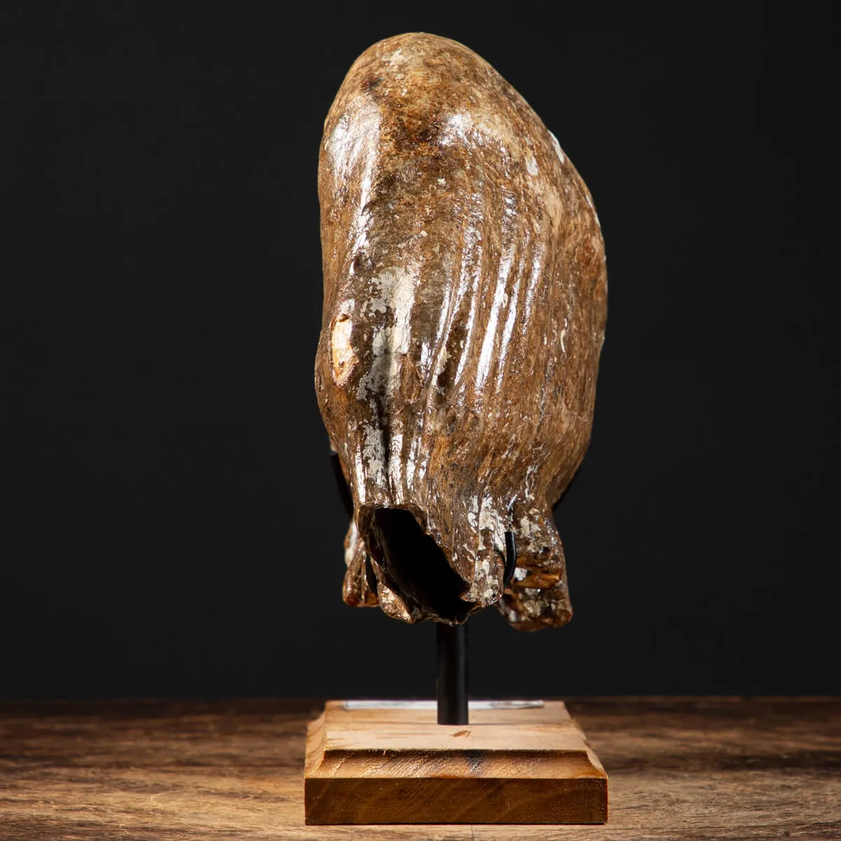 Molare di Mammut