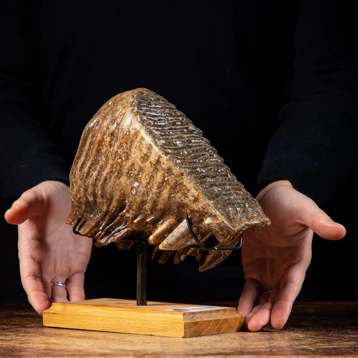 Molare di Mammut