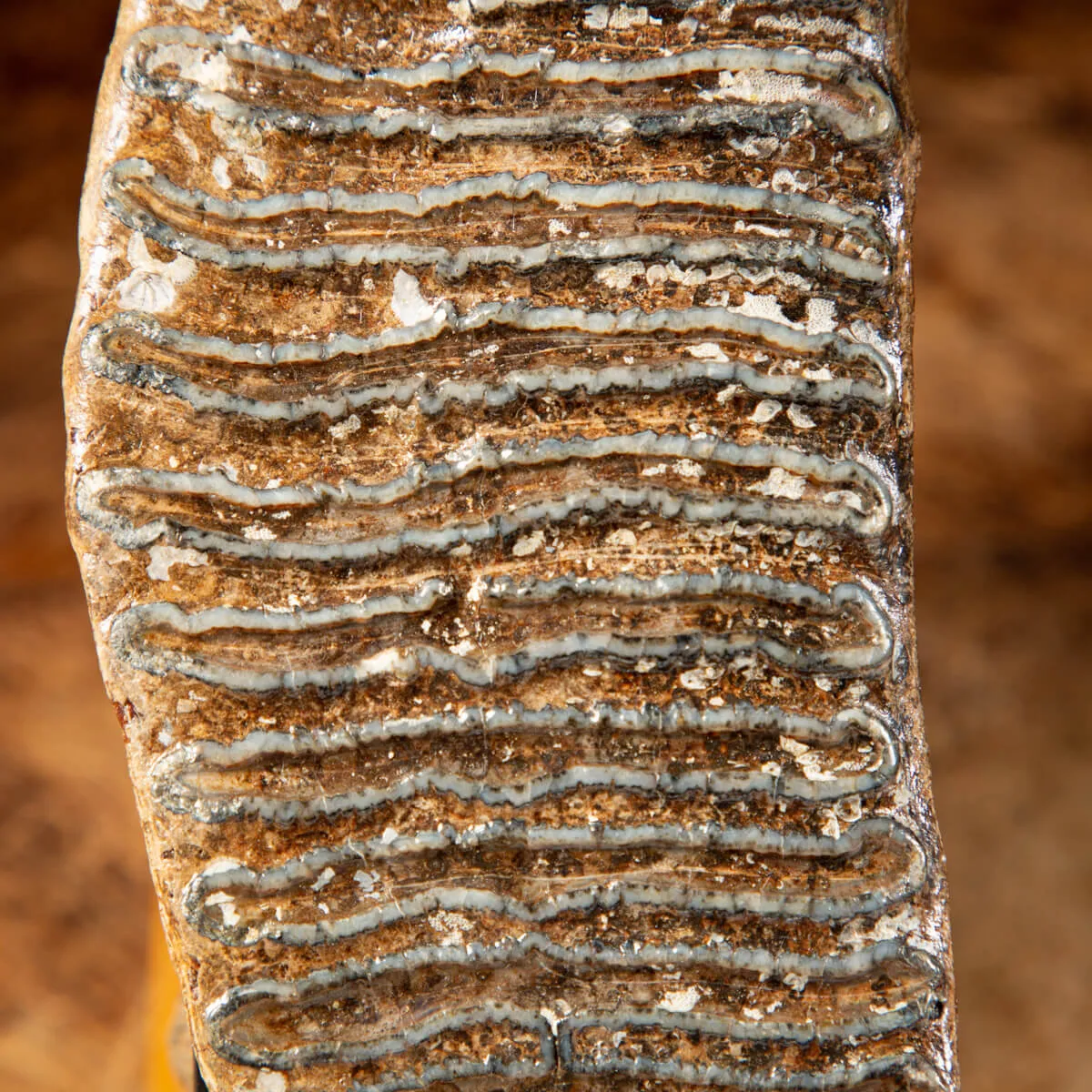Molare di Mammut