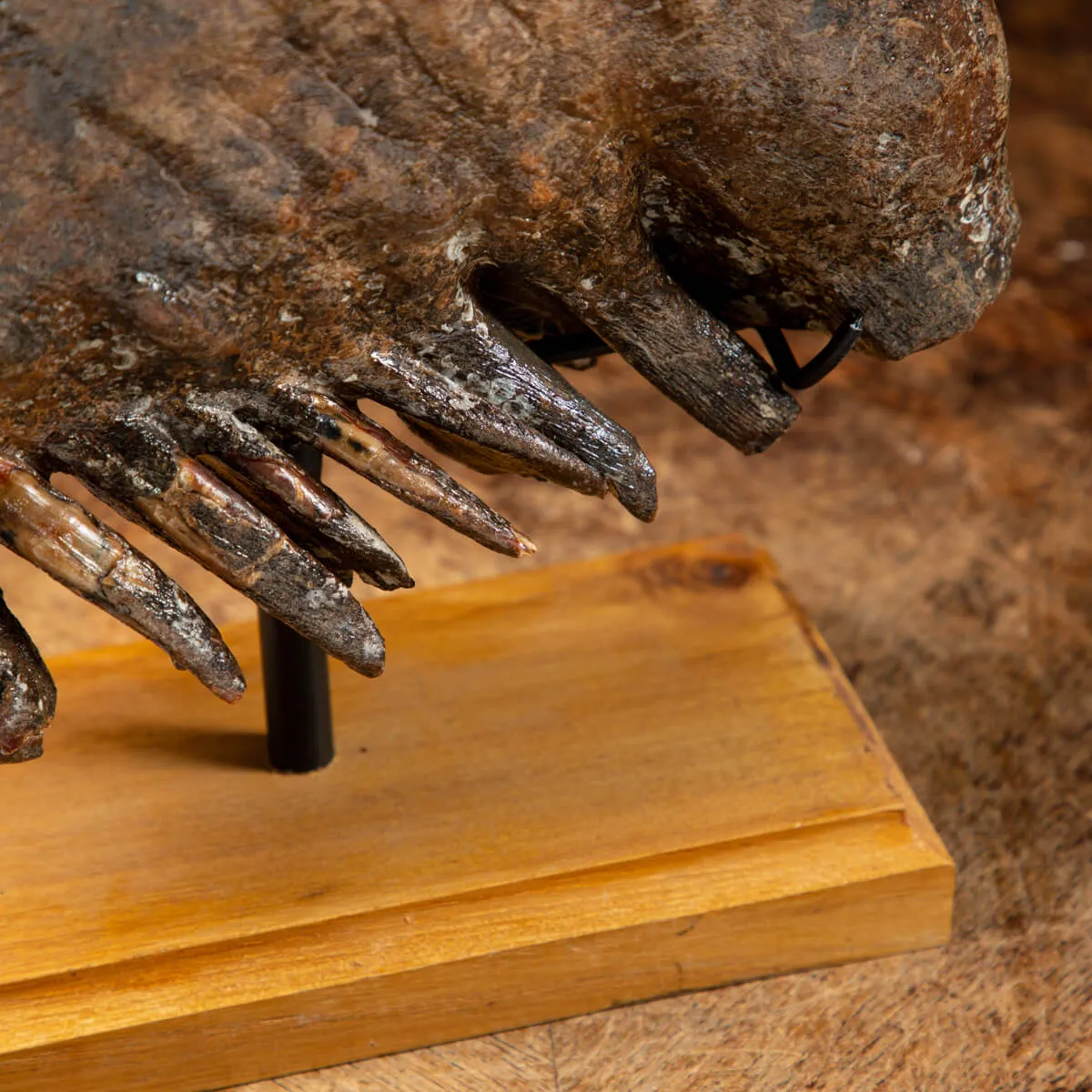 Molare di Mammut