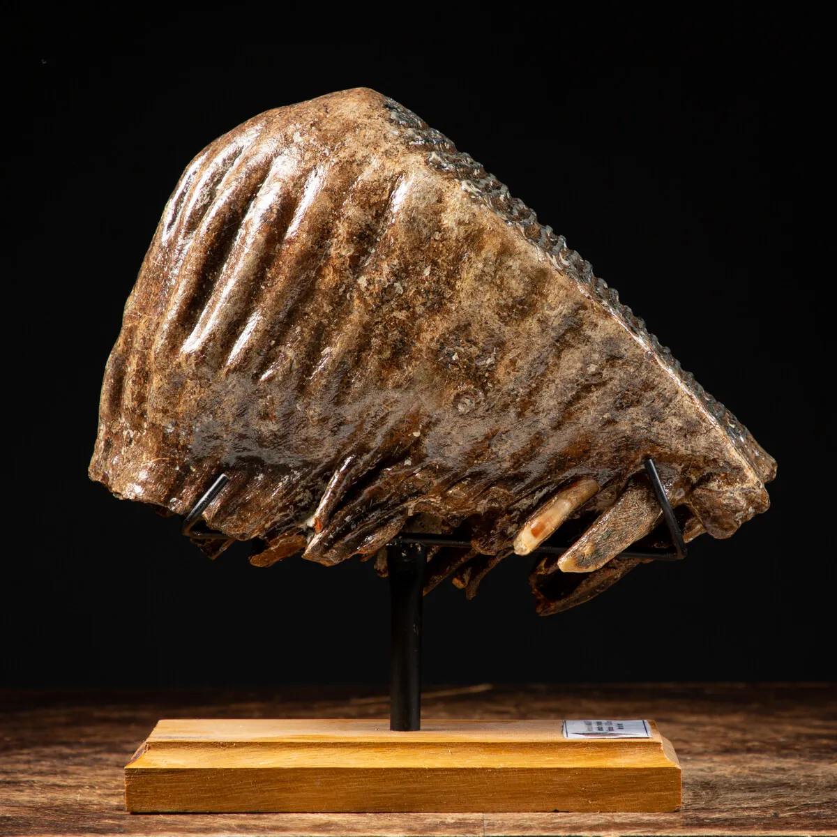Molare di Mammut