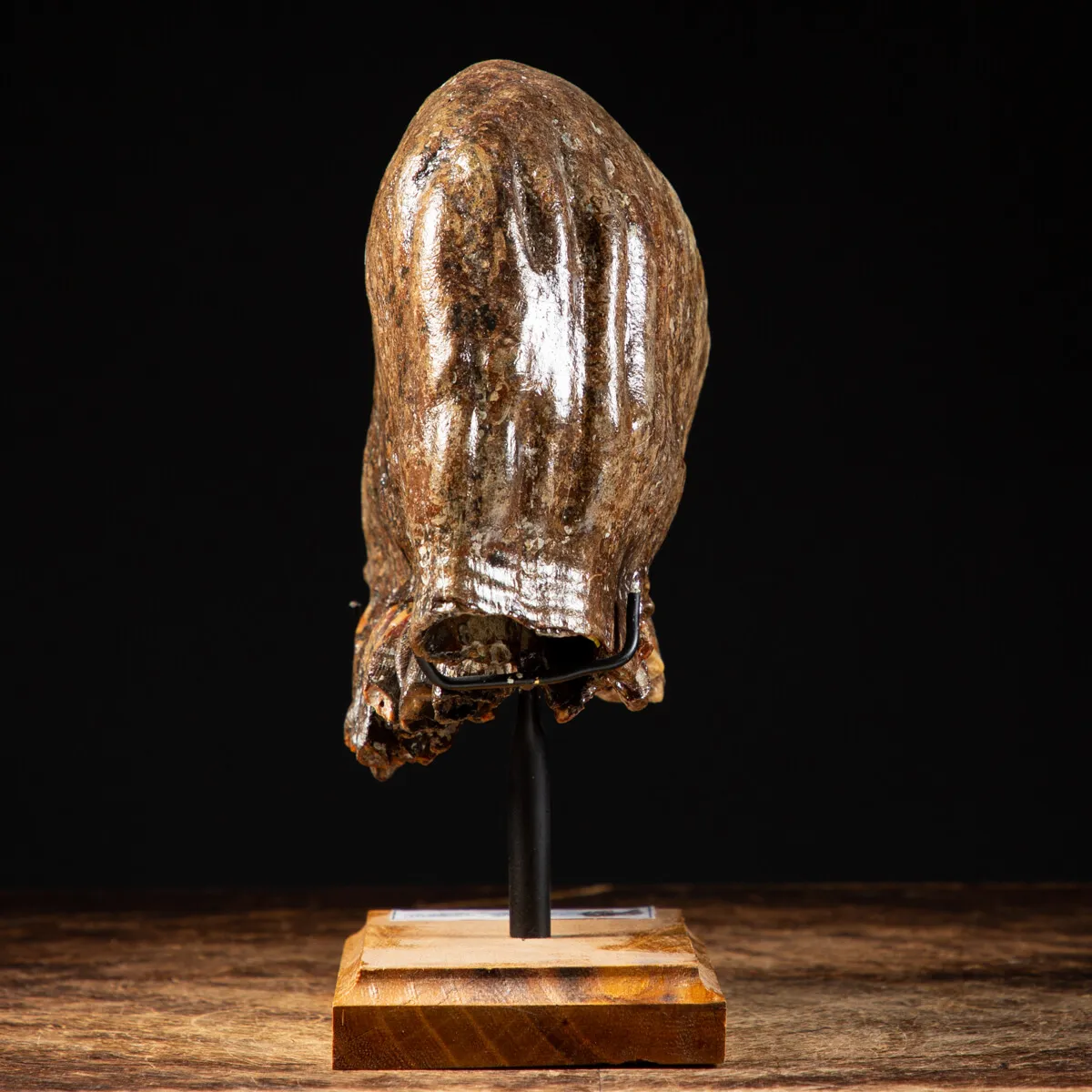 Molare di Mammut