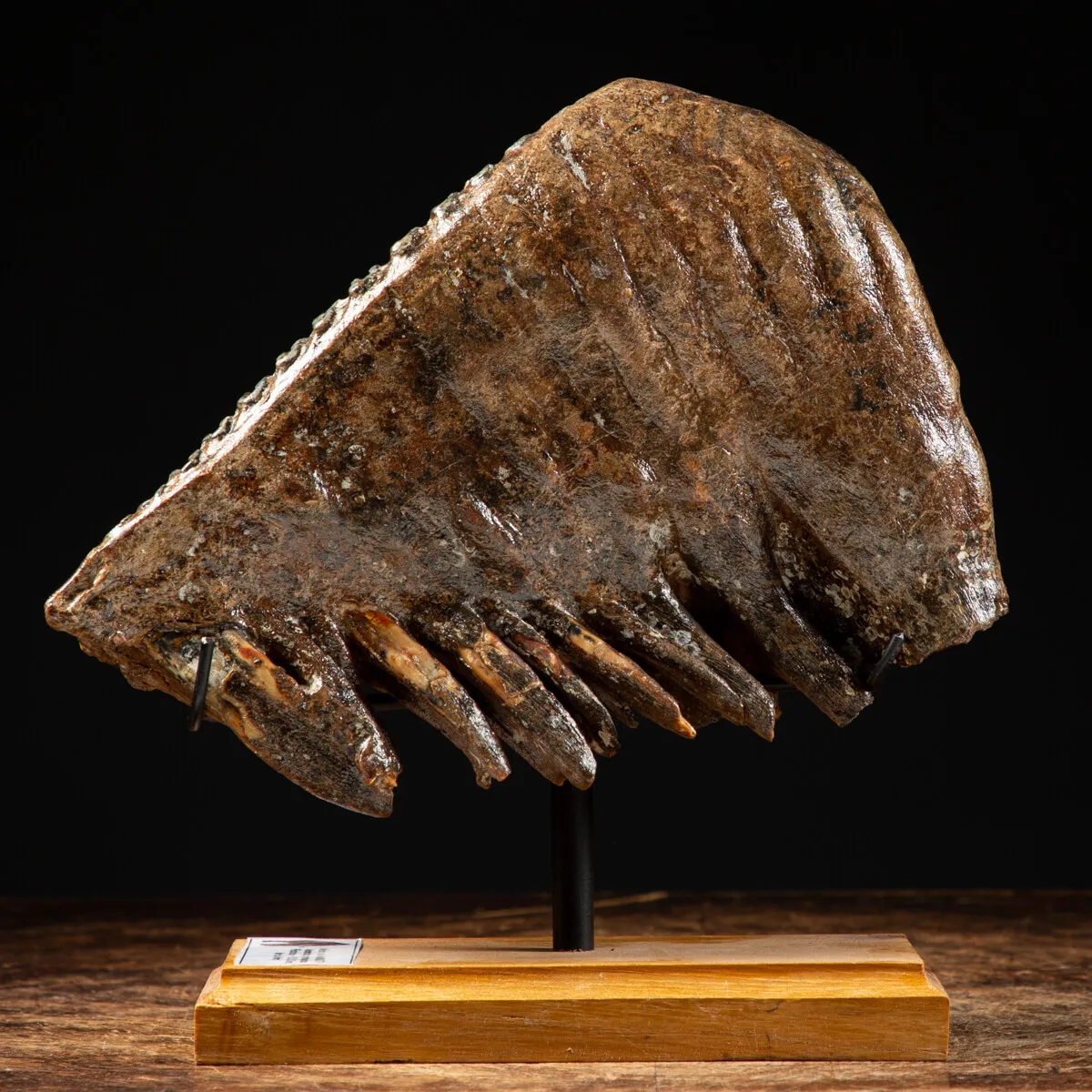 Molare di Mammut