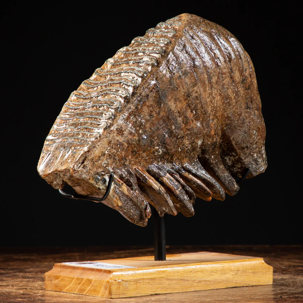 Molare di Mammut