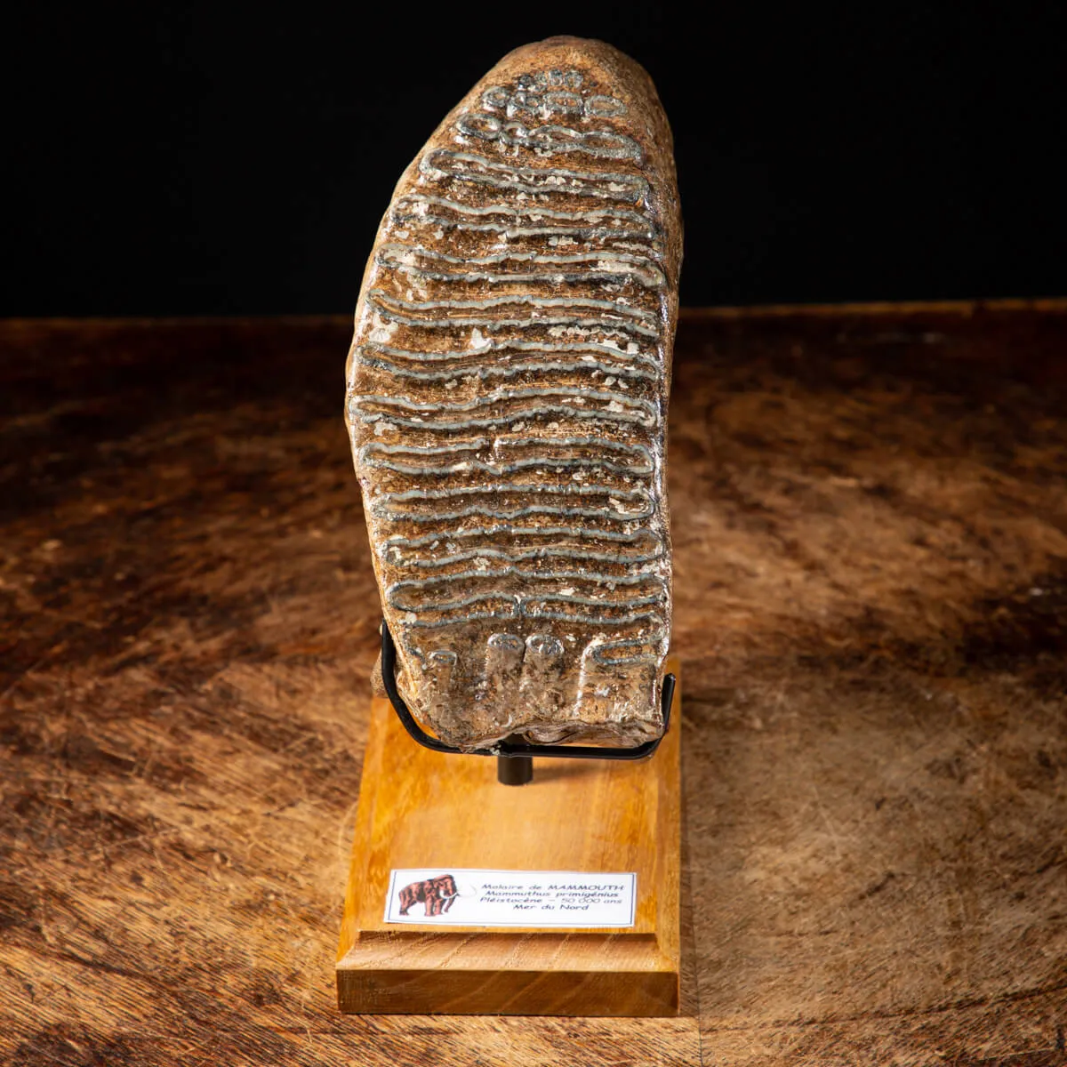 Molare di Mammut