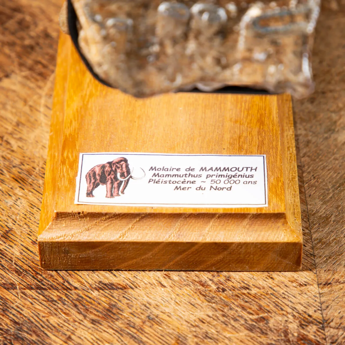 Molare di Mammut