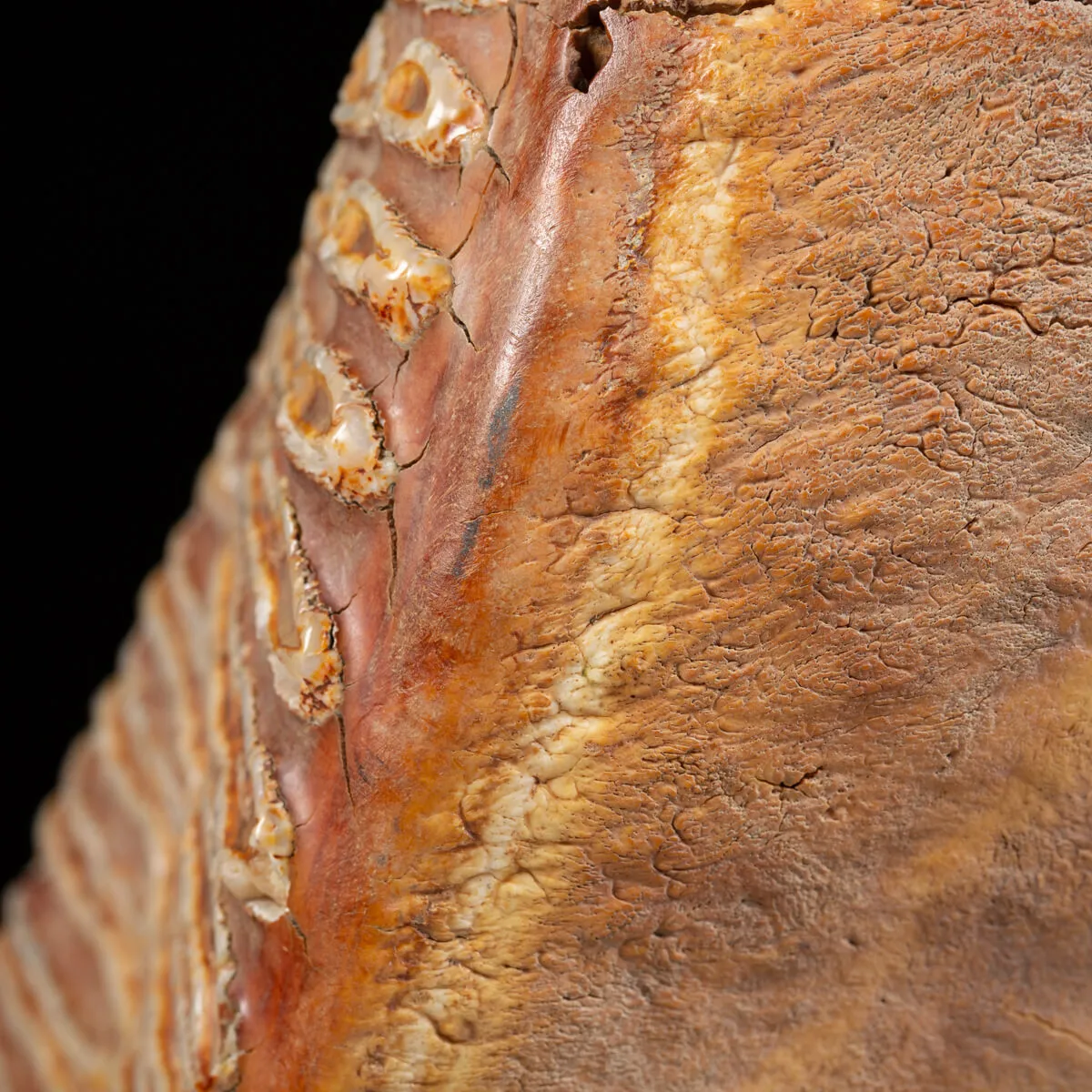 Molare di Mammut