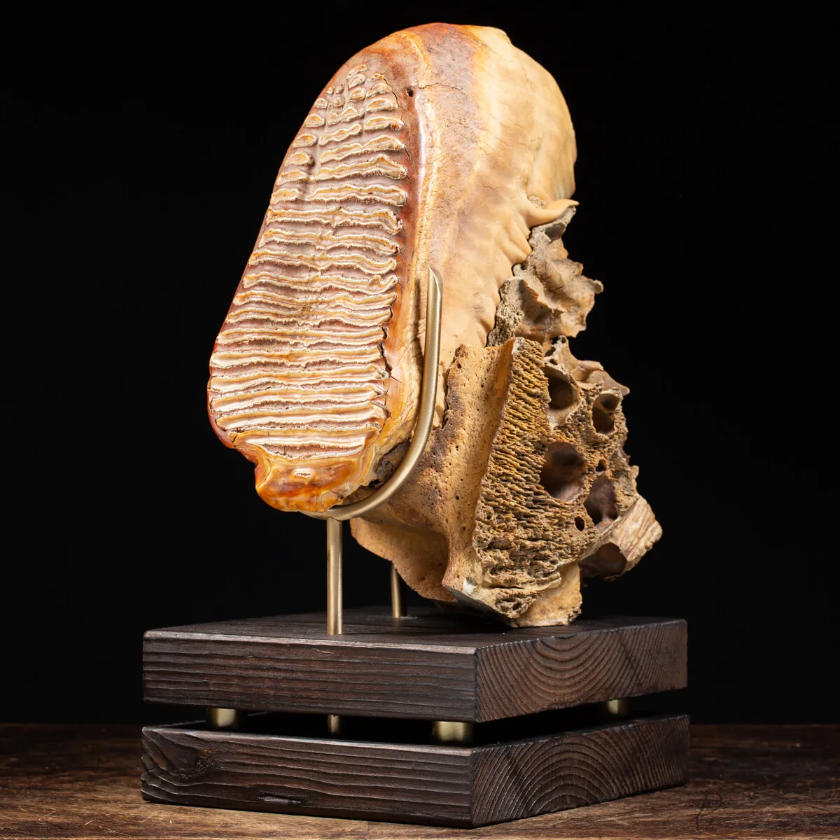 Molare di Mammut