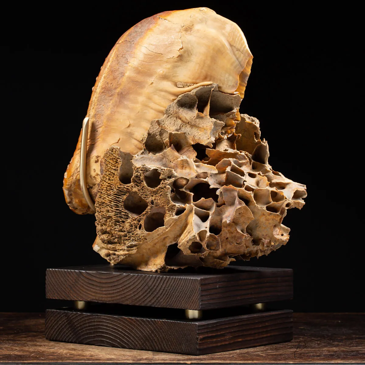 Molare di Mammut