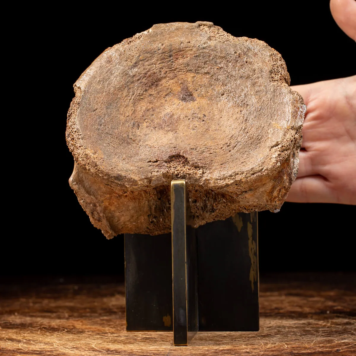 Vertebra Mammuthus Primigenius