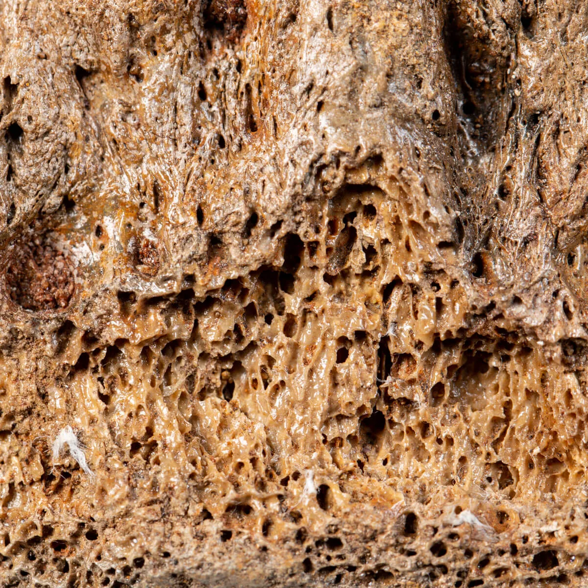 Vertebra Mammuthus Primigenius