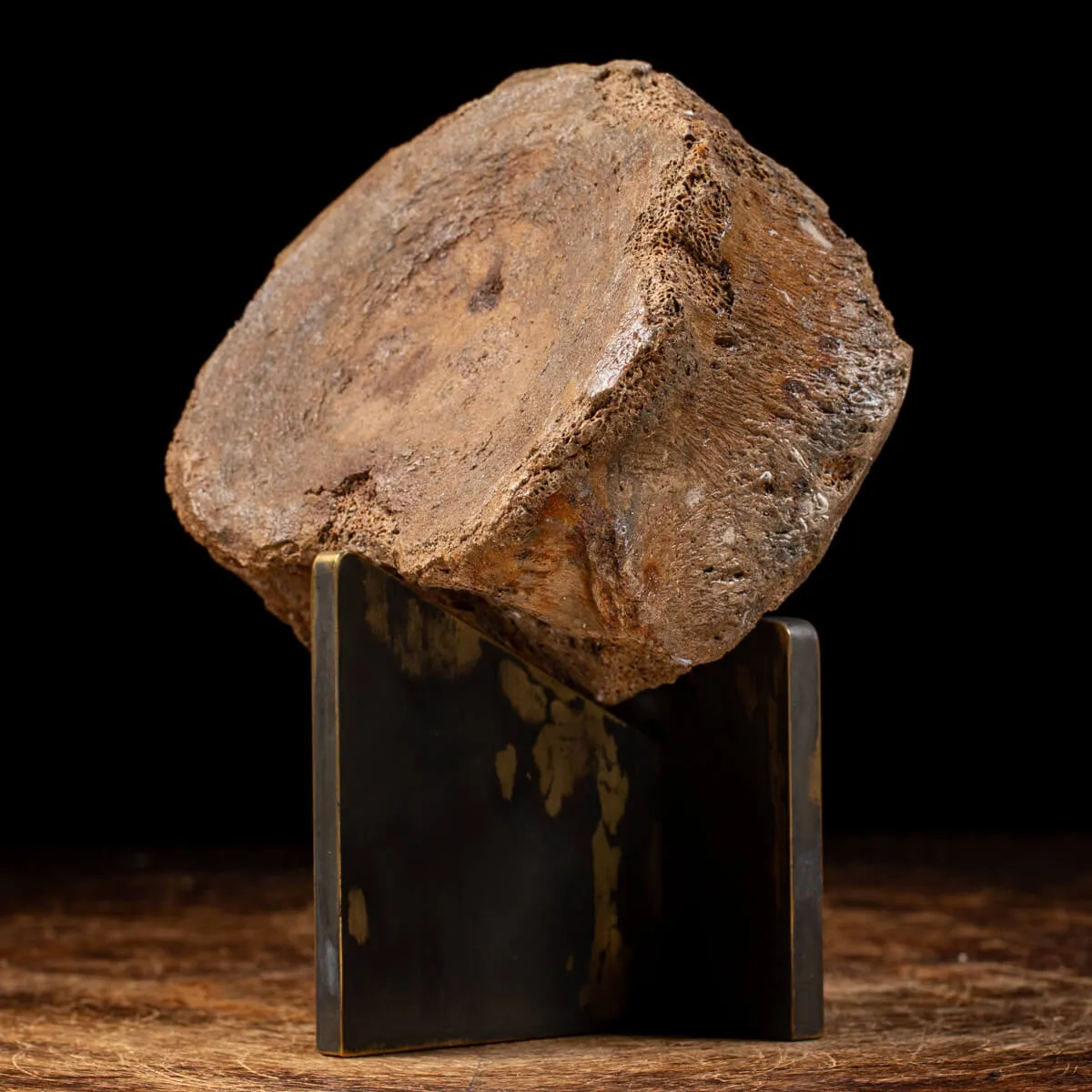 Vertebra Mammuthus Primigenius