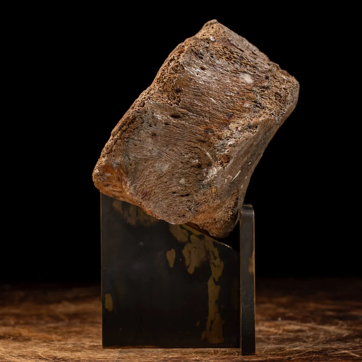 Vertebra Mammuthus Primigenius