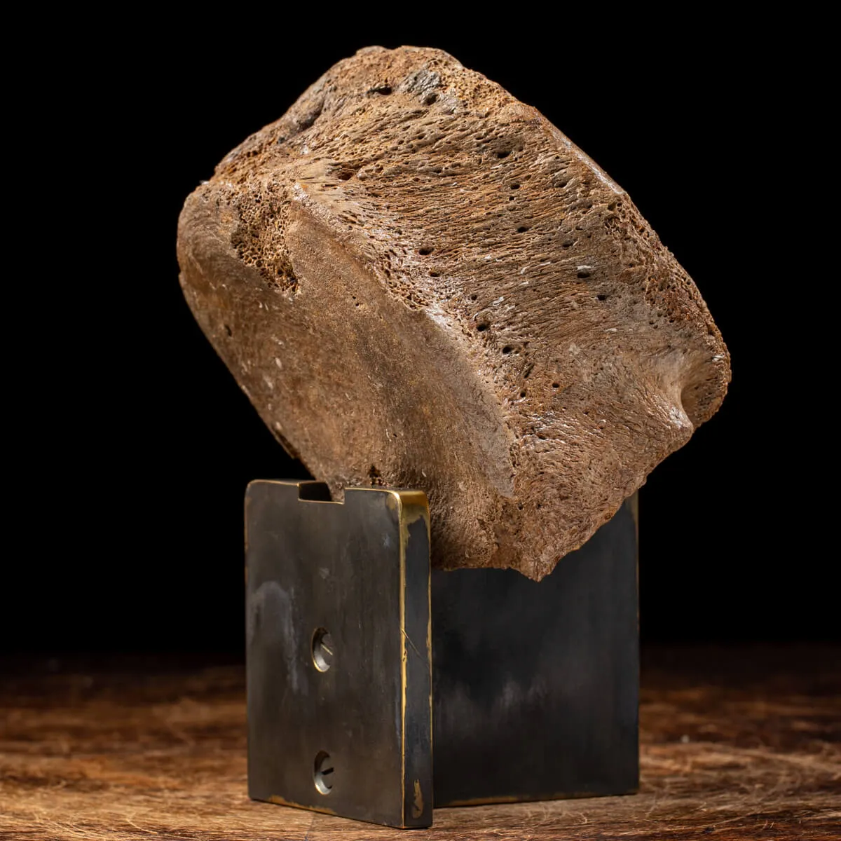 Vertebra Mammuthus Primigenius