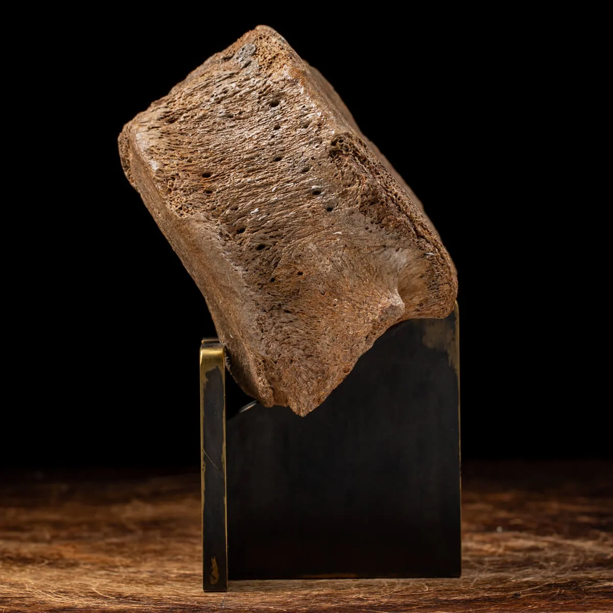 Vertebra Mammuthus Primigenius