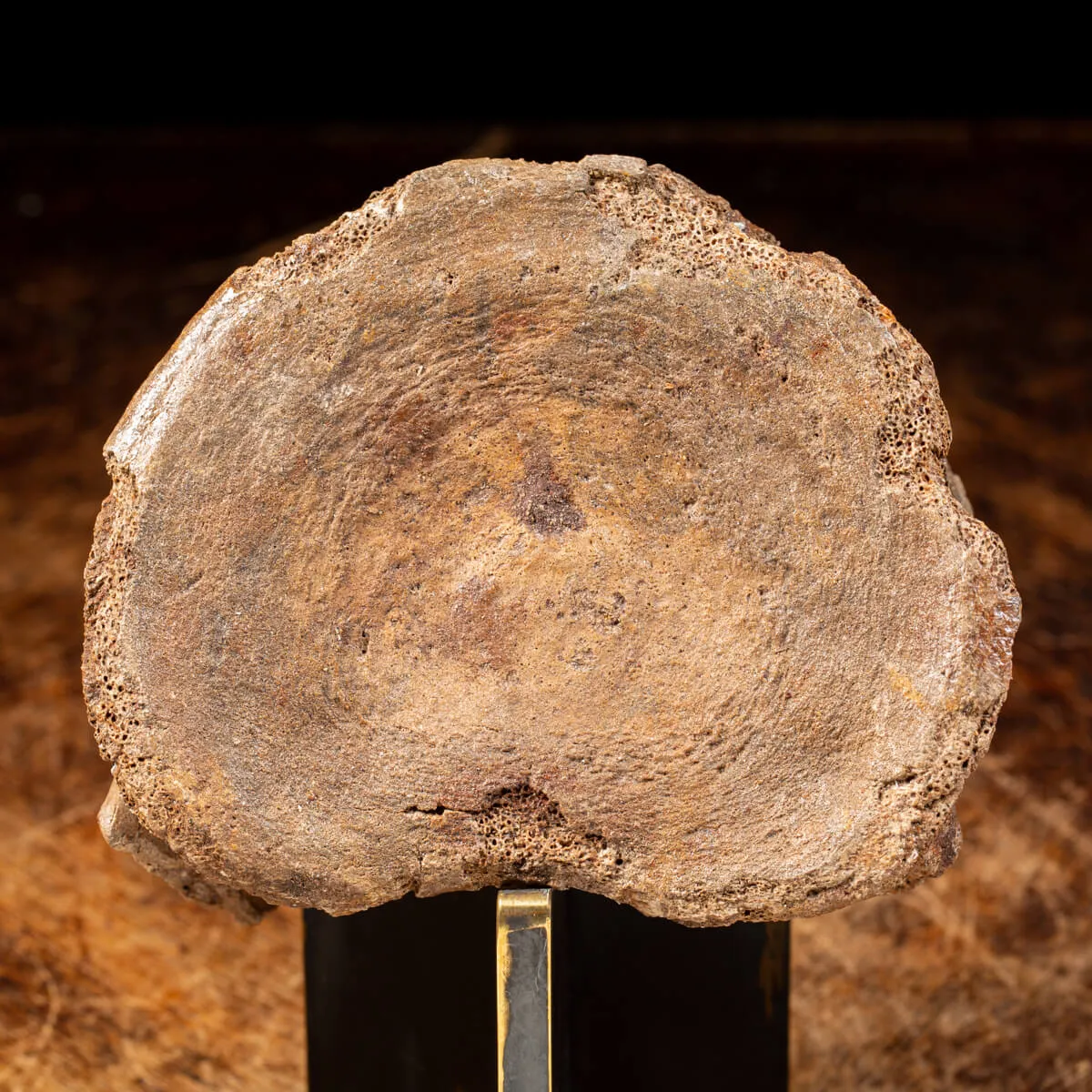 Vertebra Mammuthus Primigenius