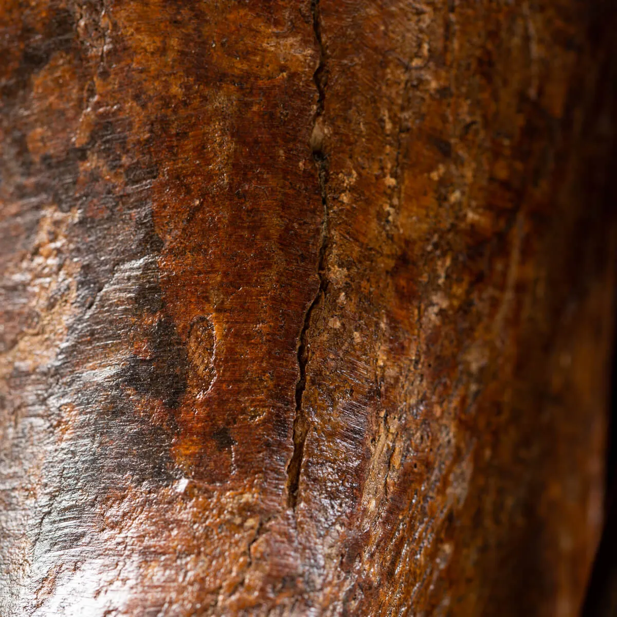 Tibia Mammuthus Primigenius