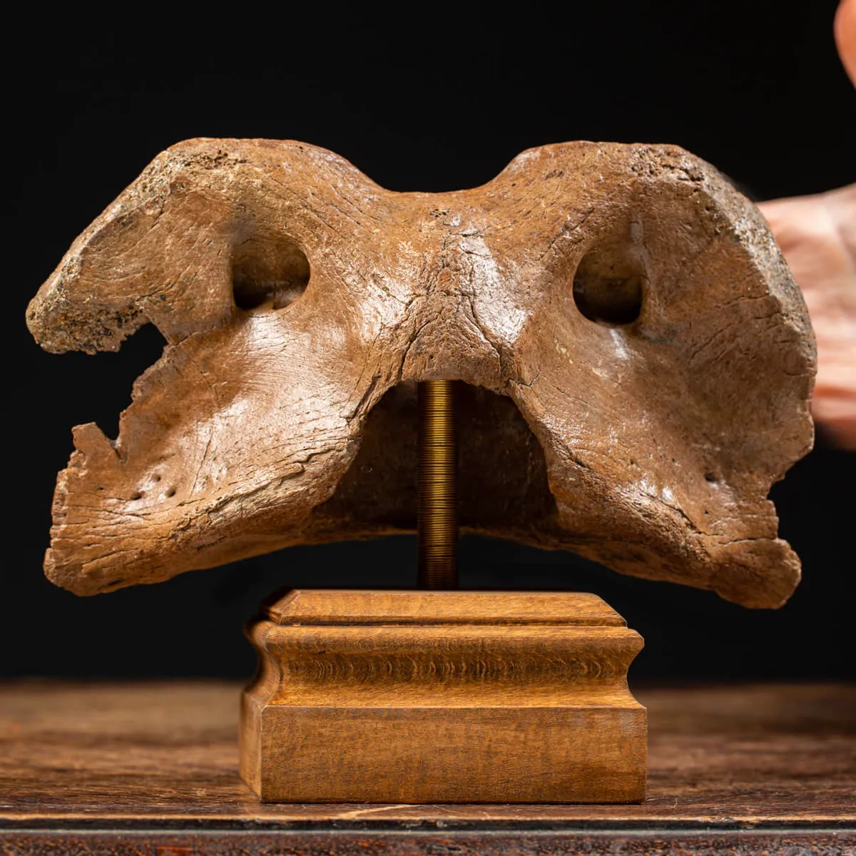 Vertebra Bison Priscus