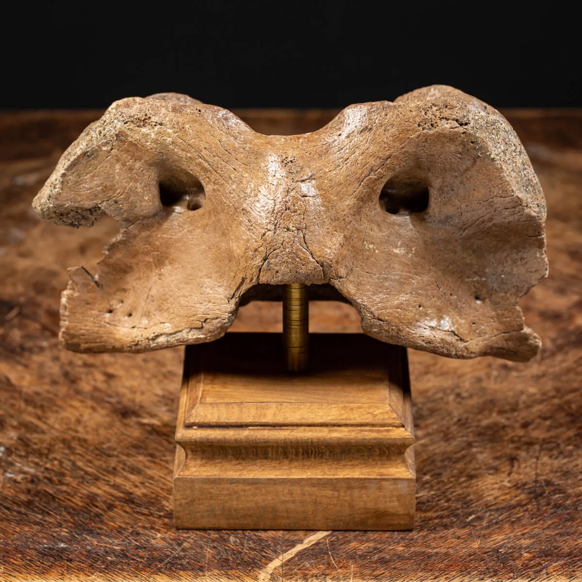Vertebra Bison Priscus