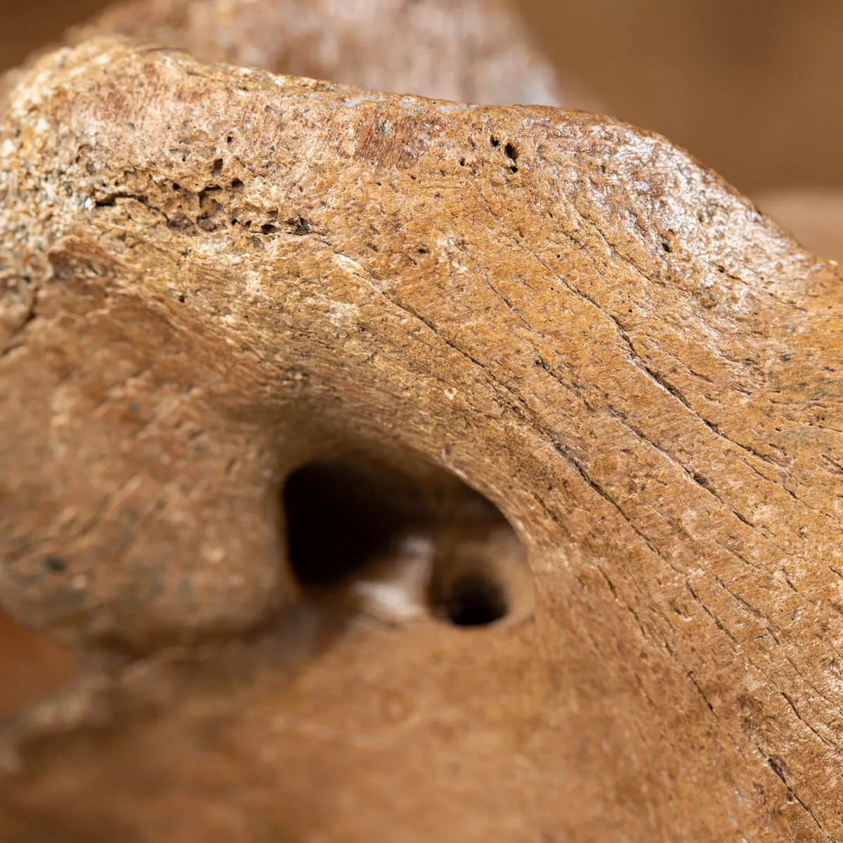 Vertebra Bison Priscus