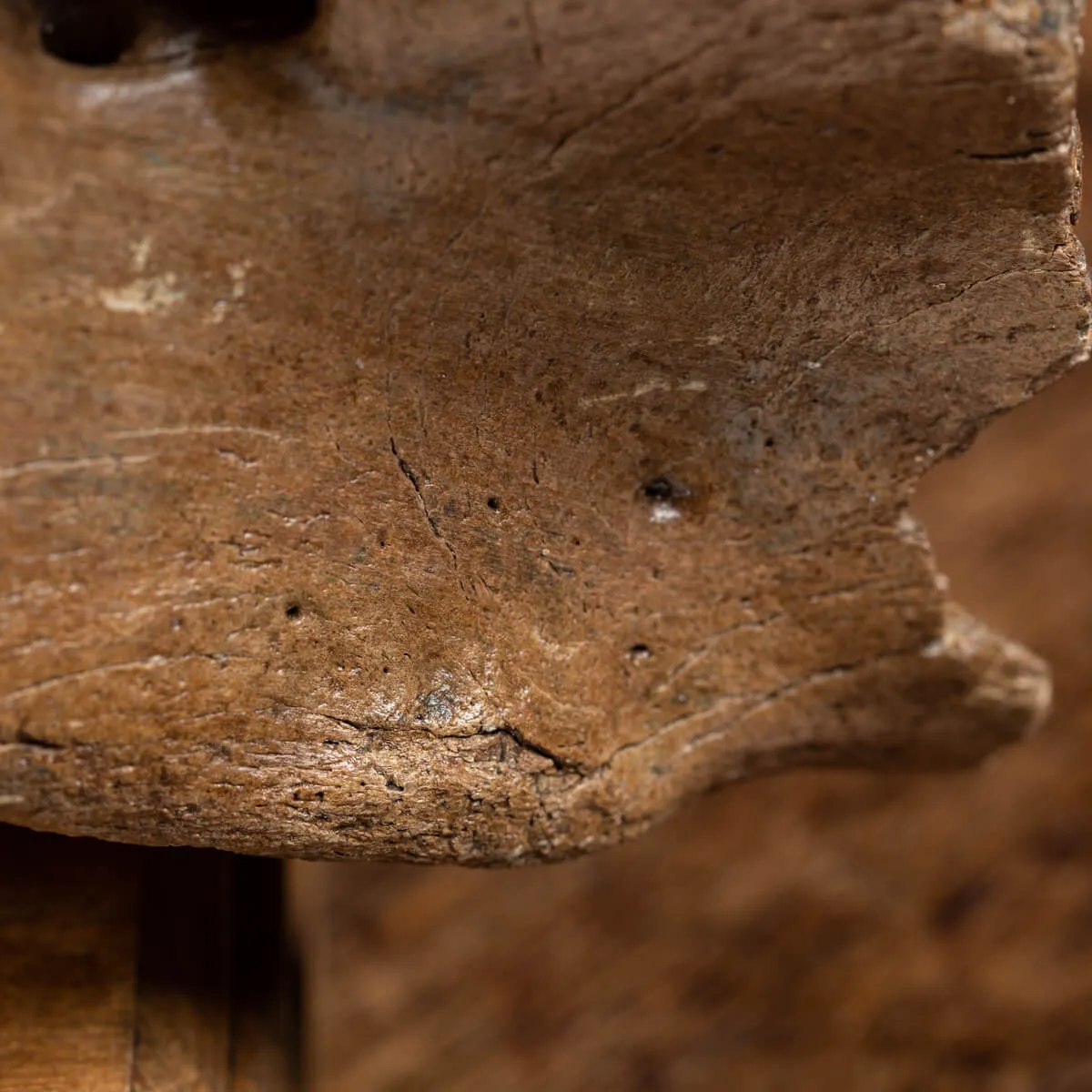 Vertebra Bison Priscus