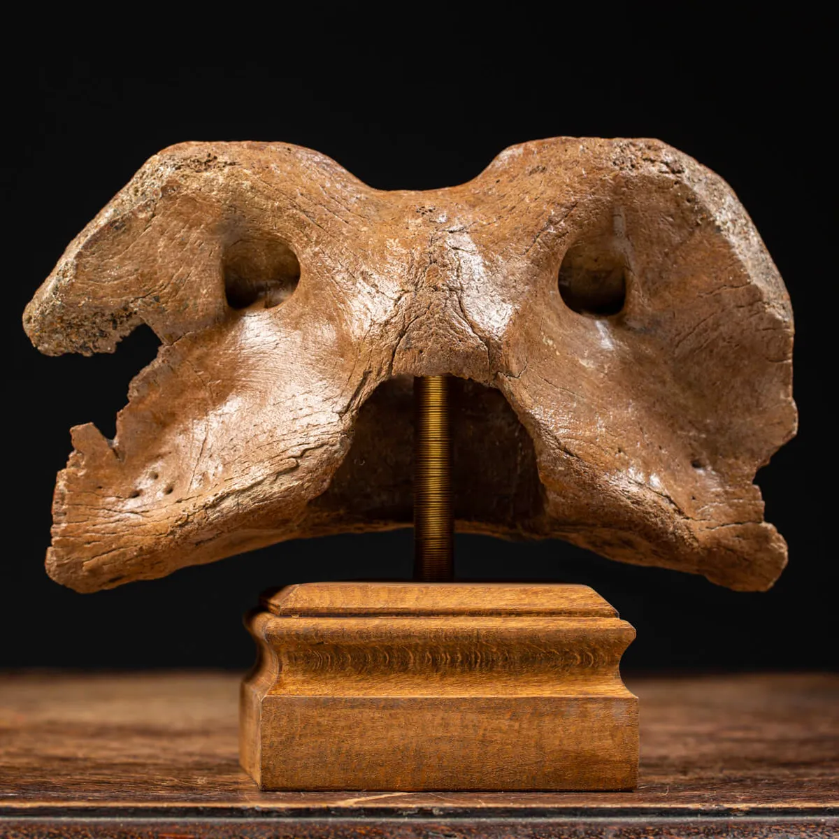 Vertebra Bison Priscus