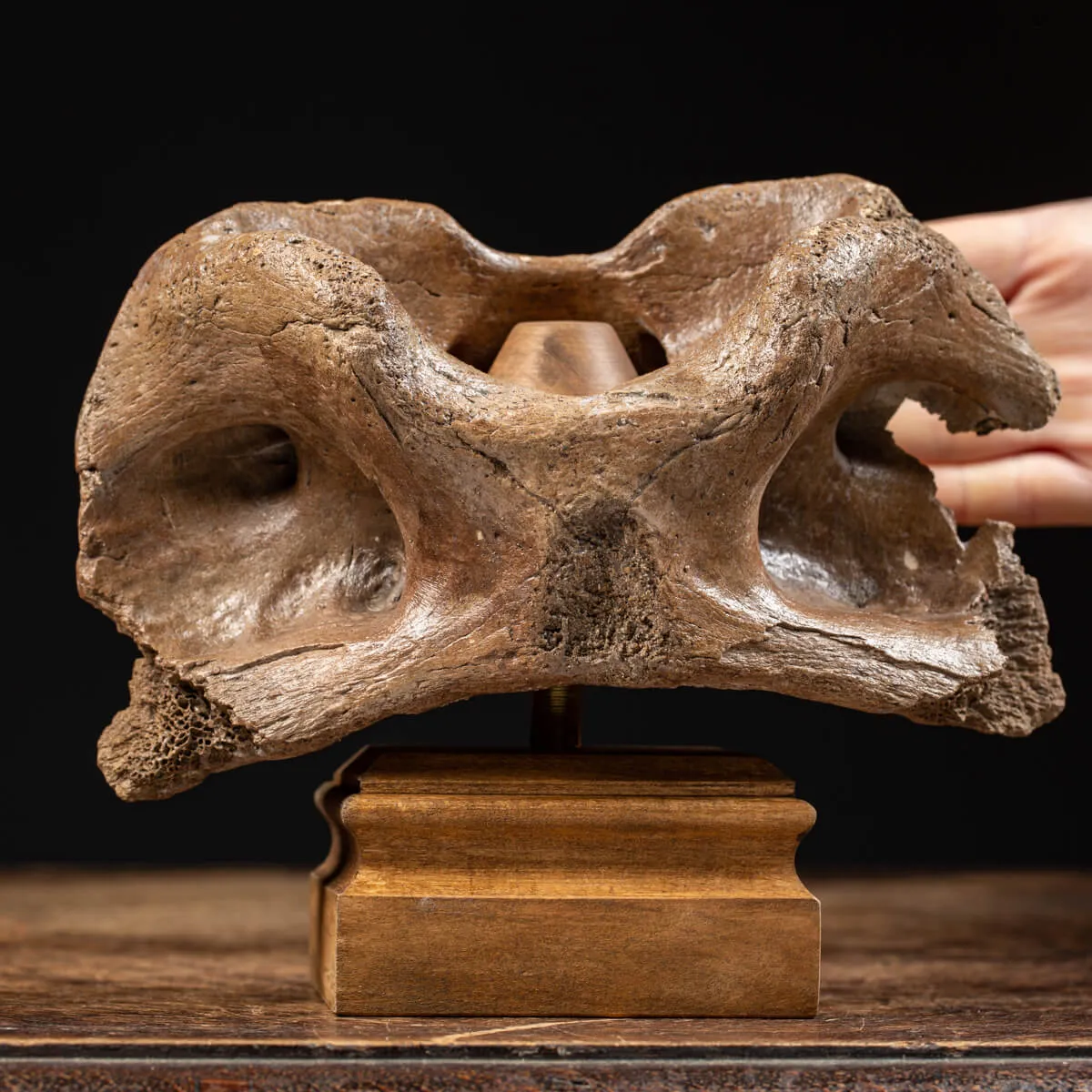 Vertebra Bison Priscus