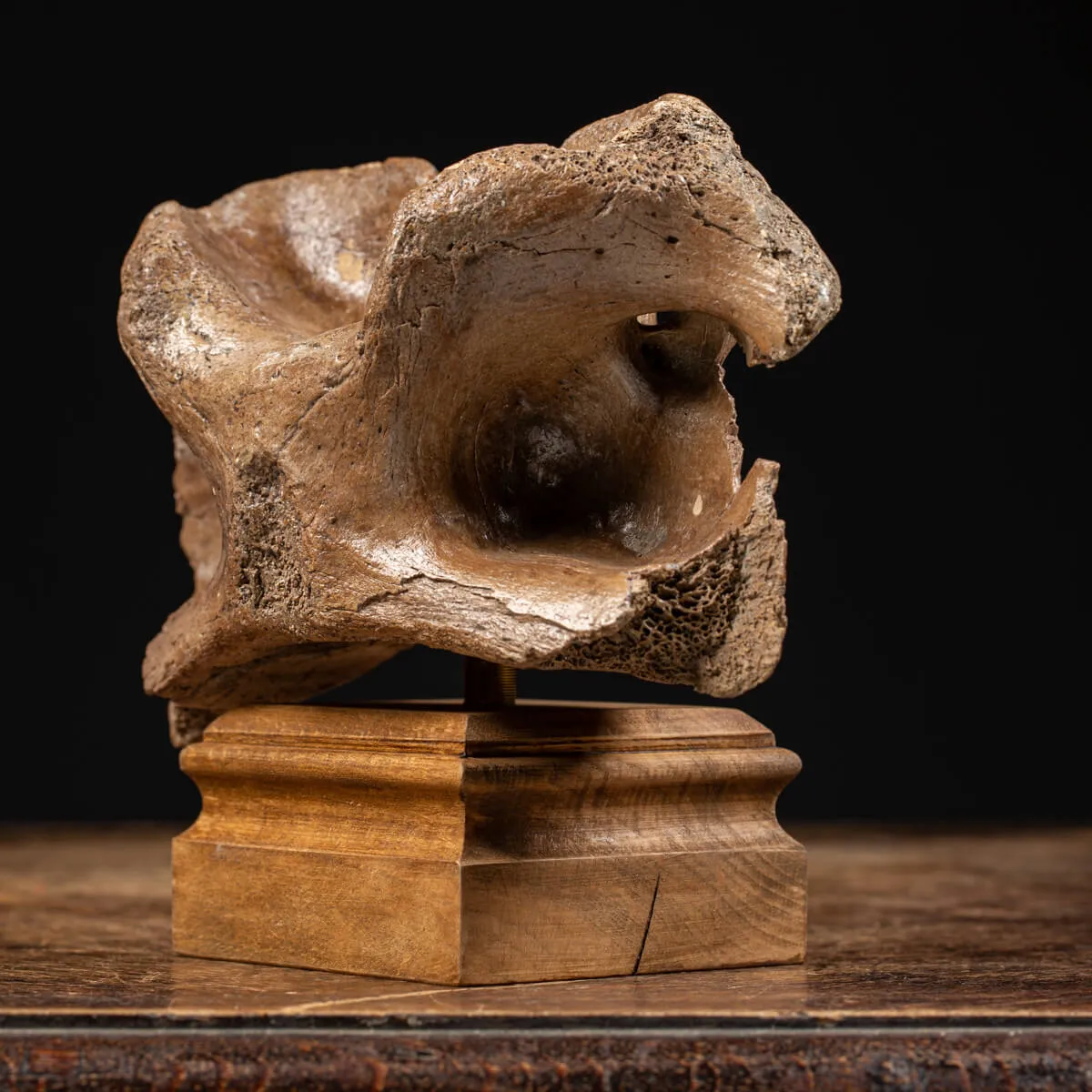 Vertebra Bison Priscus