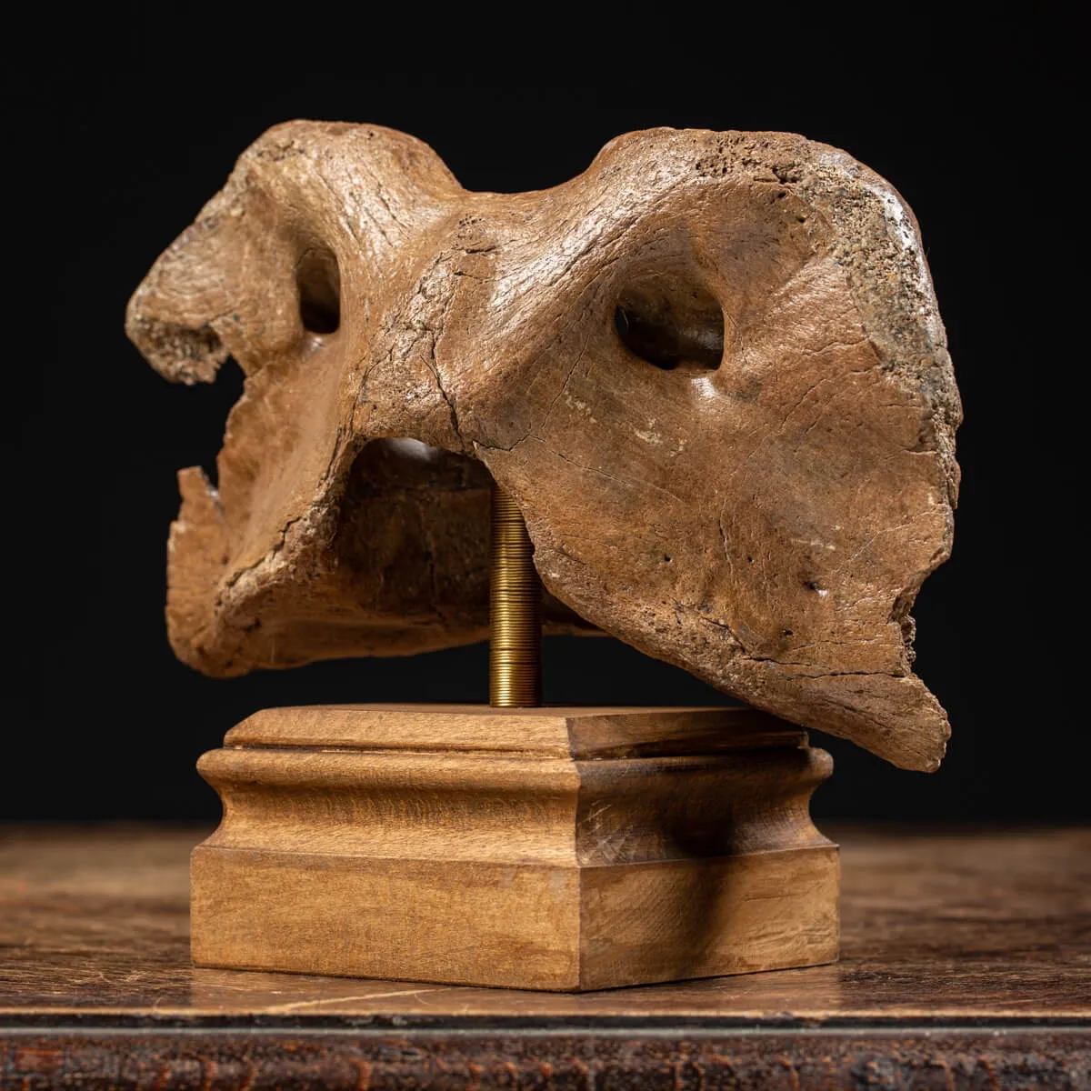 Vertebra Bison Priscus