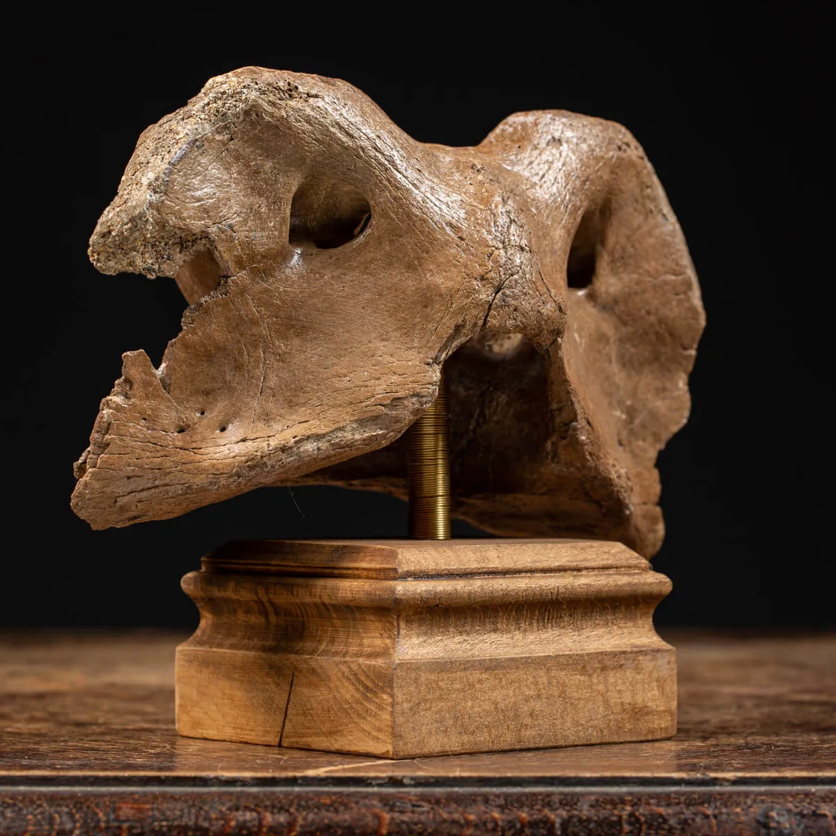 Vertebra Bison Priscus