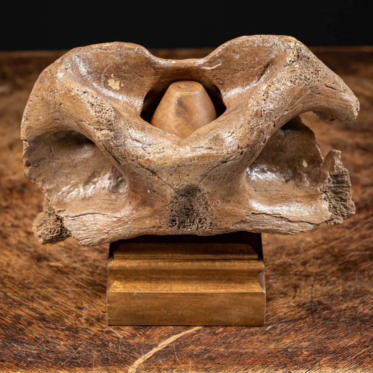 Vertebra Bison Priscus