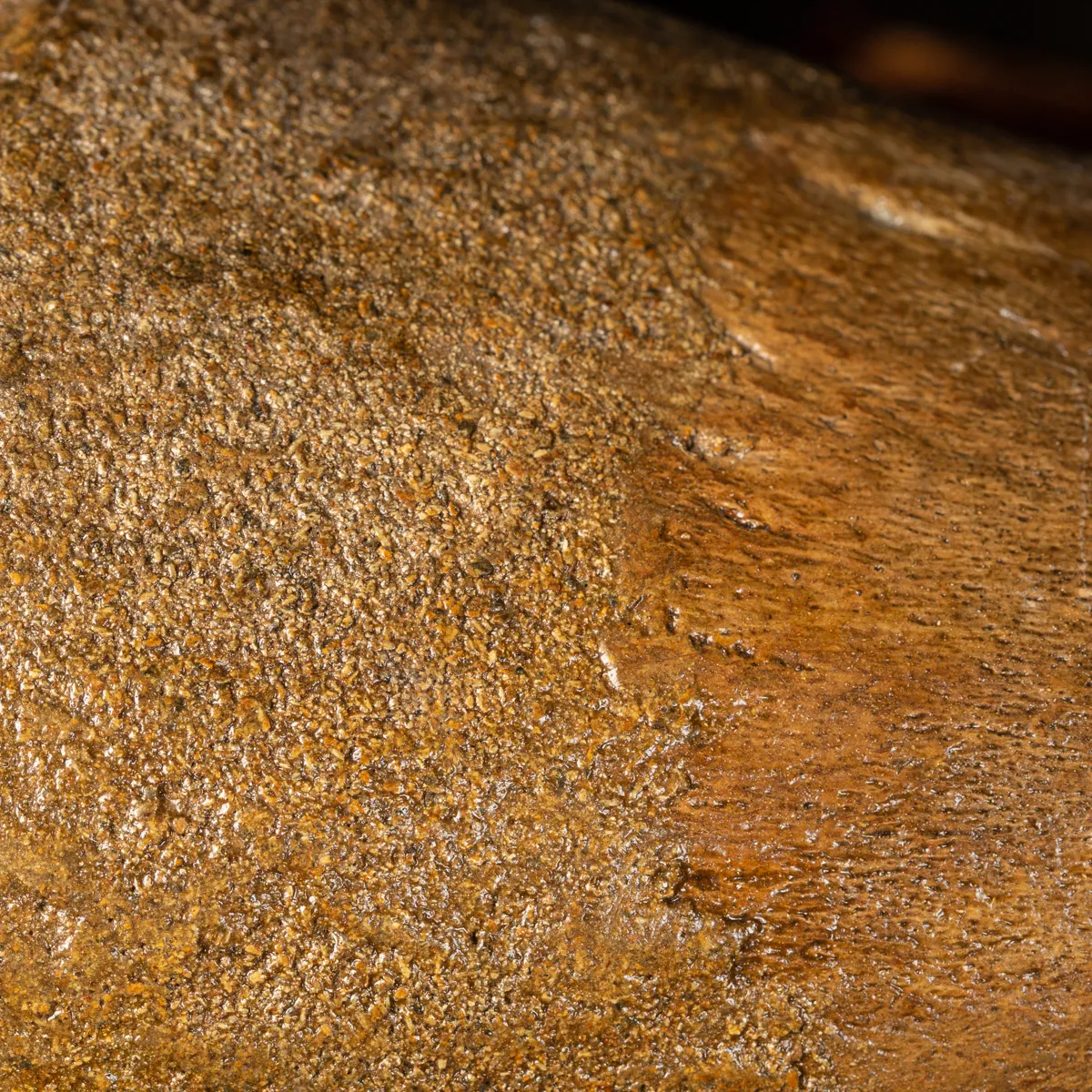 Femore di Mammut