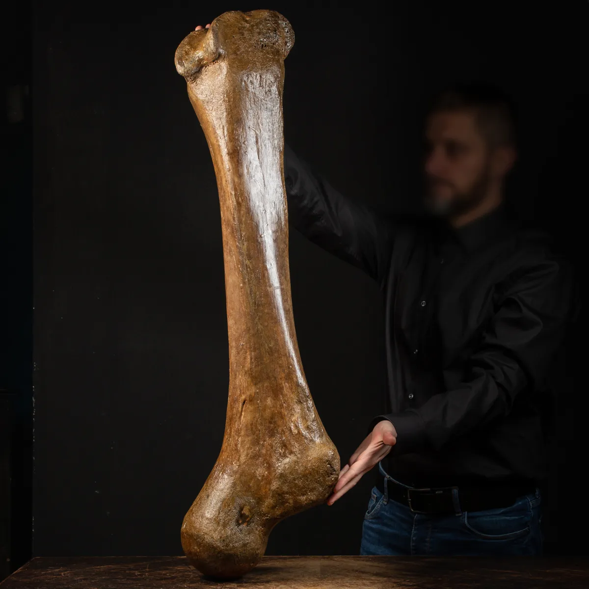 Femore di Mammut