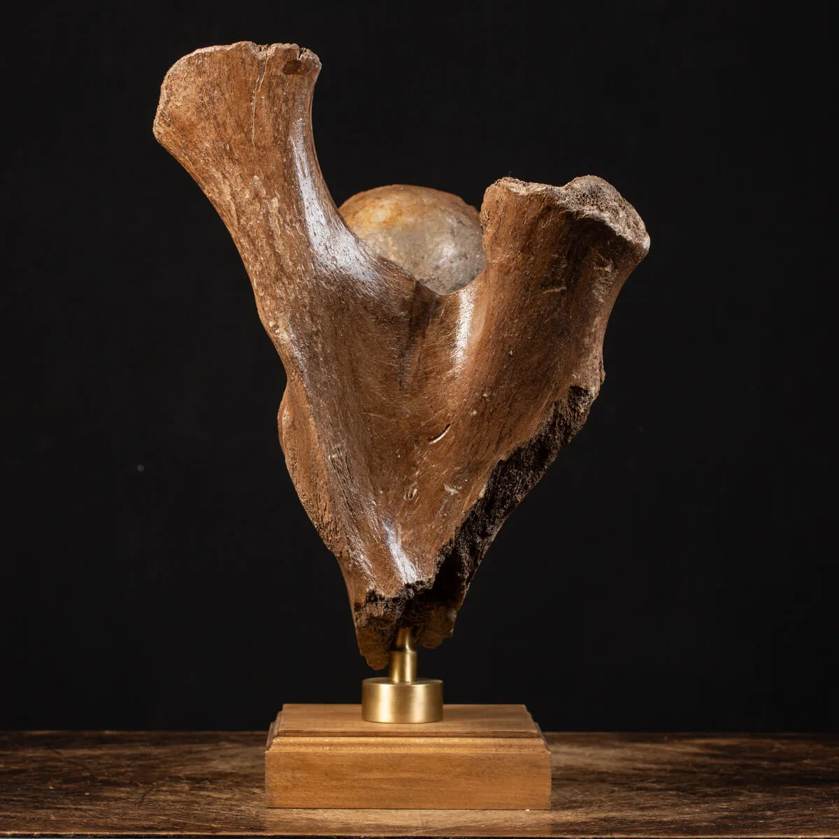 Acetabolo Bacino di Mammut