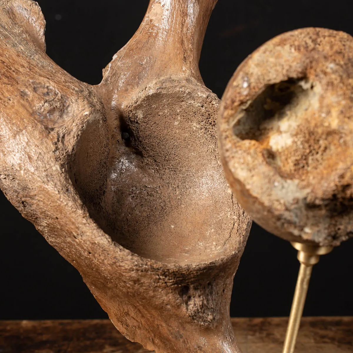 Acetabolo Bacino di Mammut