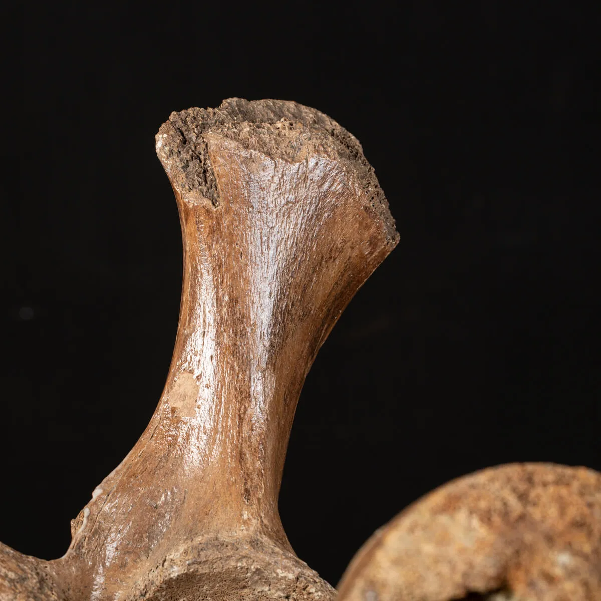Acetabolo Bacino di Mammut