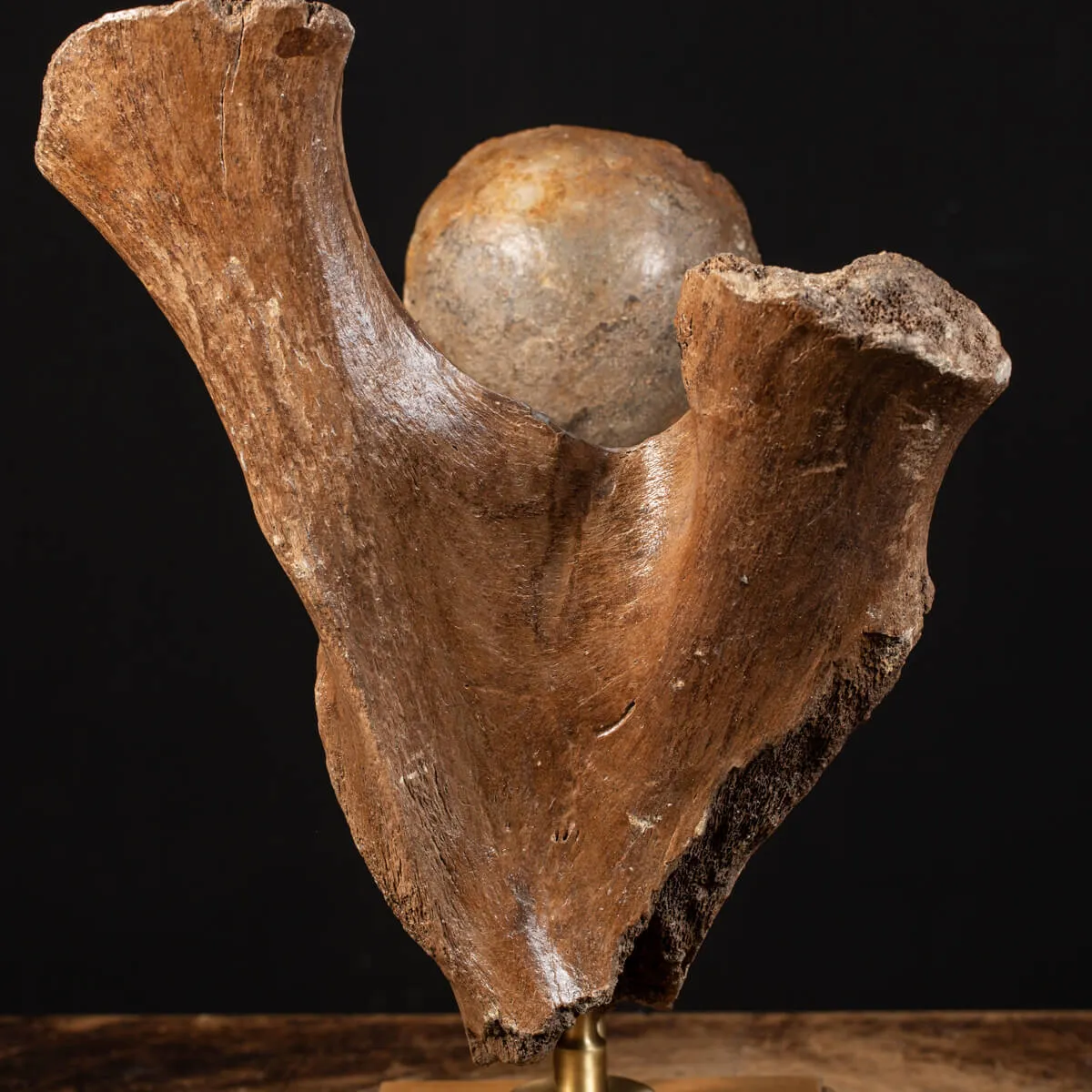 Acetabolo Bacino di Mammut