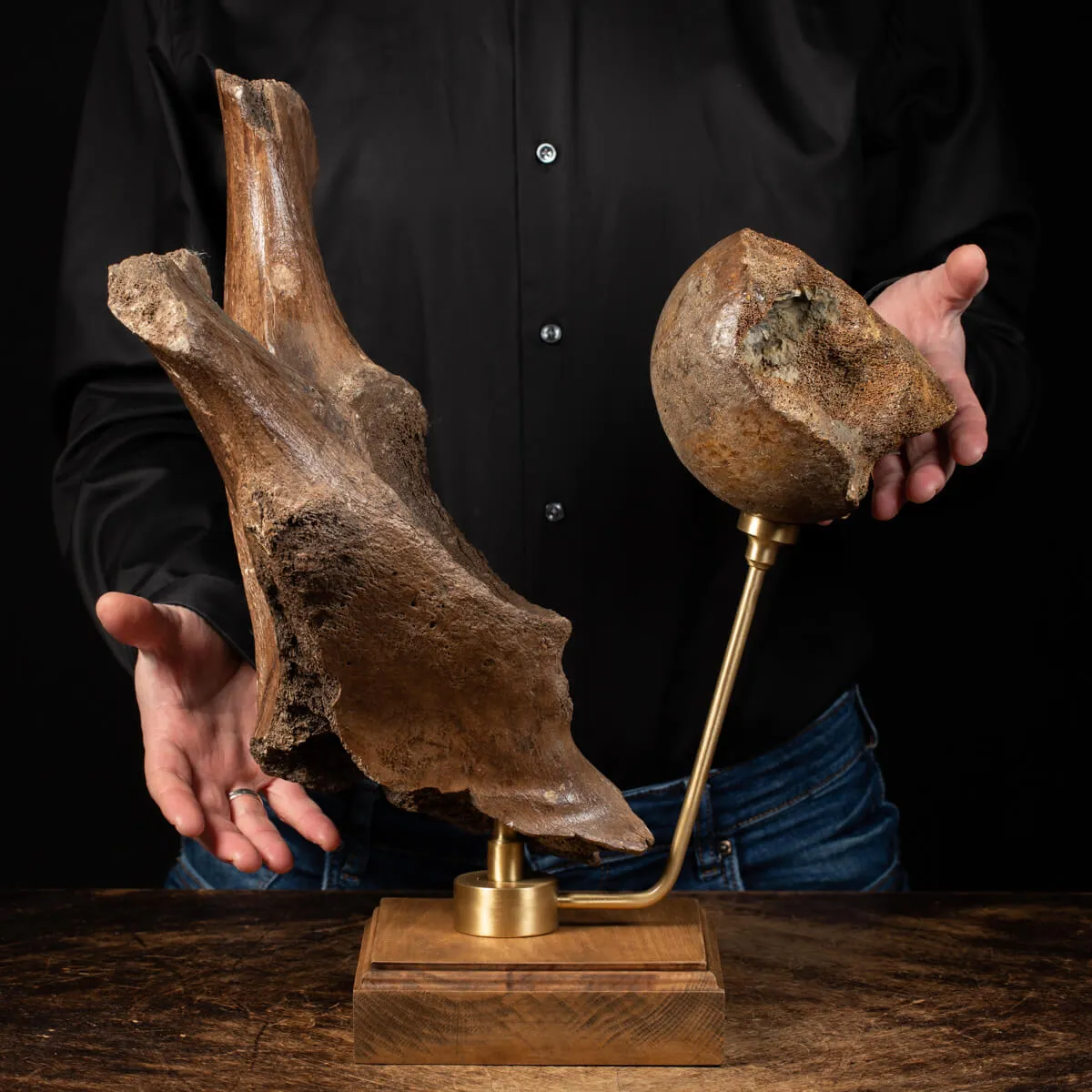 Acetabolo Bacino di Mammut