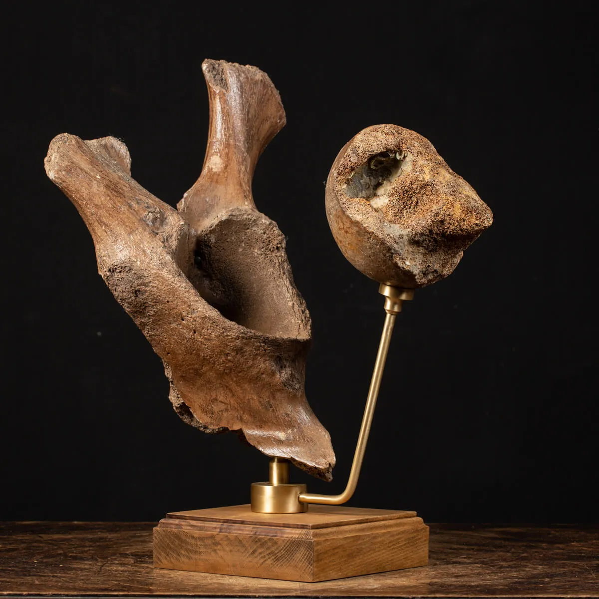 Acetabolo Bacino di Mammut