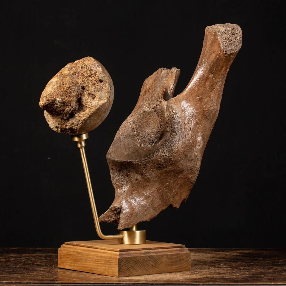 Acetabolo Bacino di Mammut