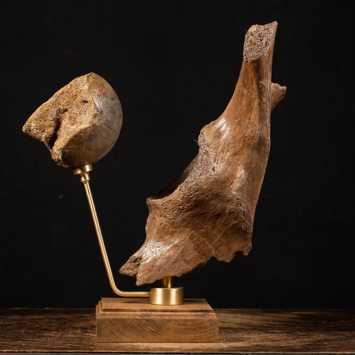 Acetabolo Bacino di Mammut