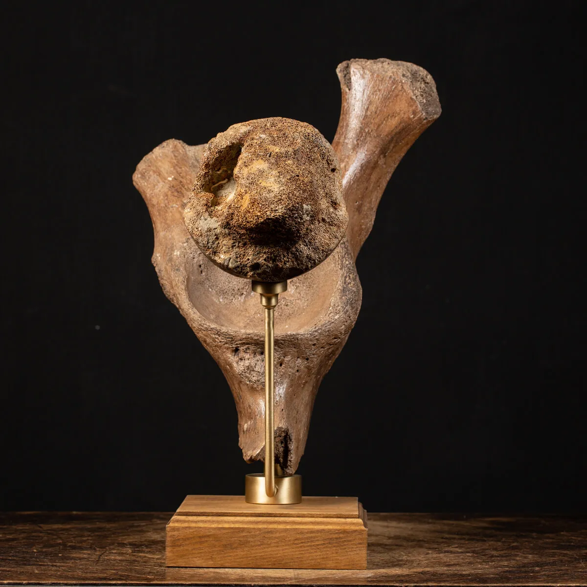 Acetabolo Bacino di Mammut