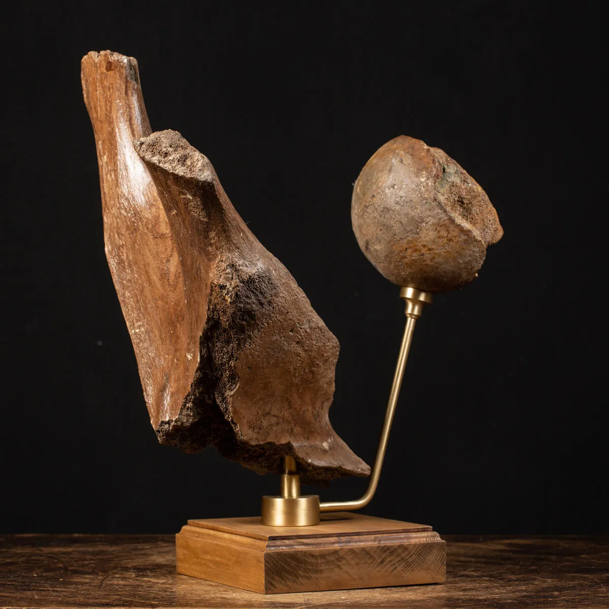 Acetabolo Bacino di Mammut