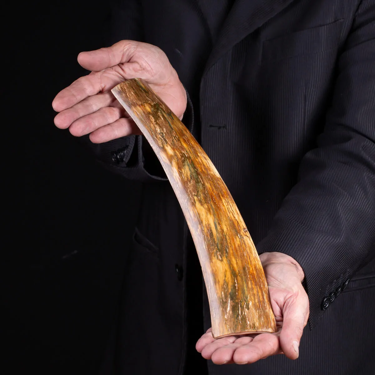 Frammento di Zanna di Avorio di Mammut
