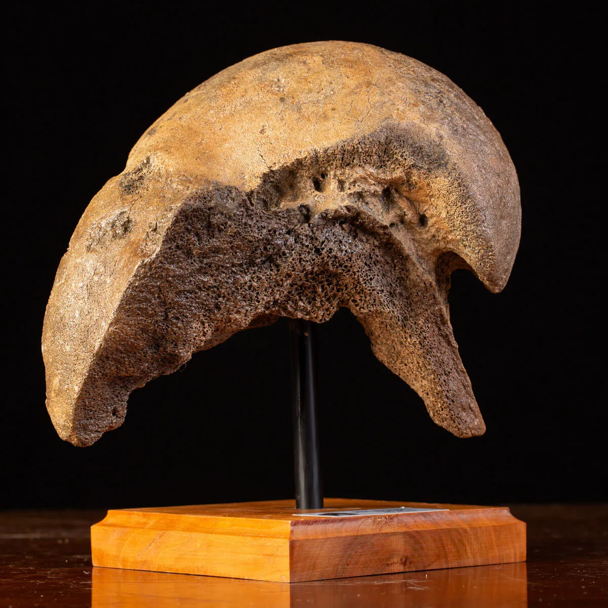 Femore del Mammut Lanoso del Pleistocene.