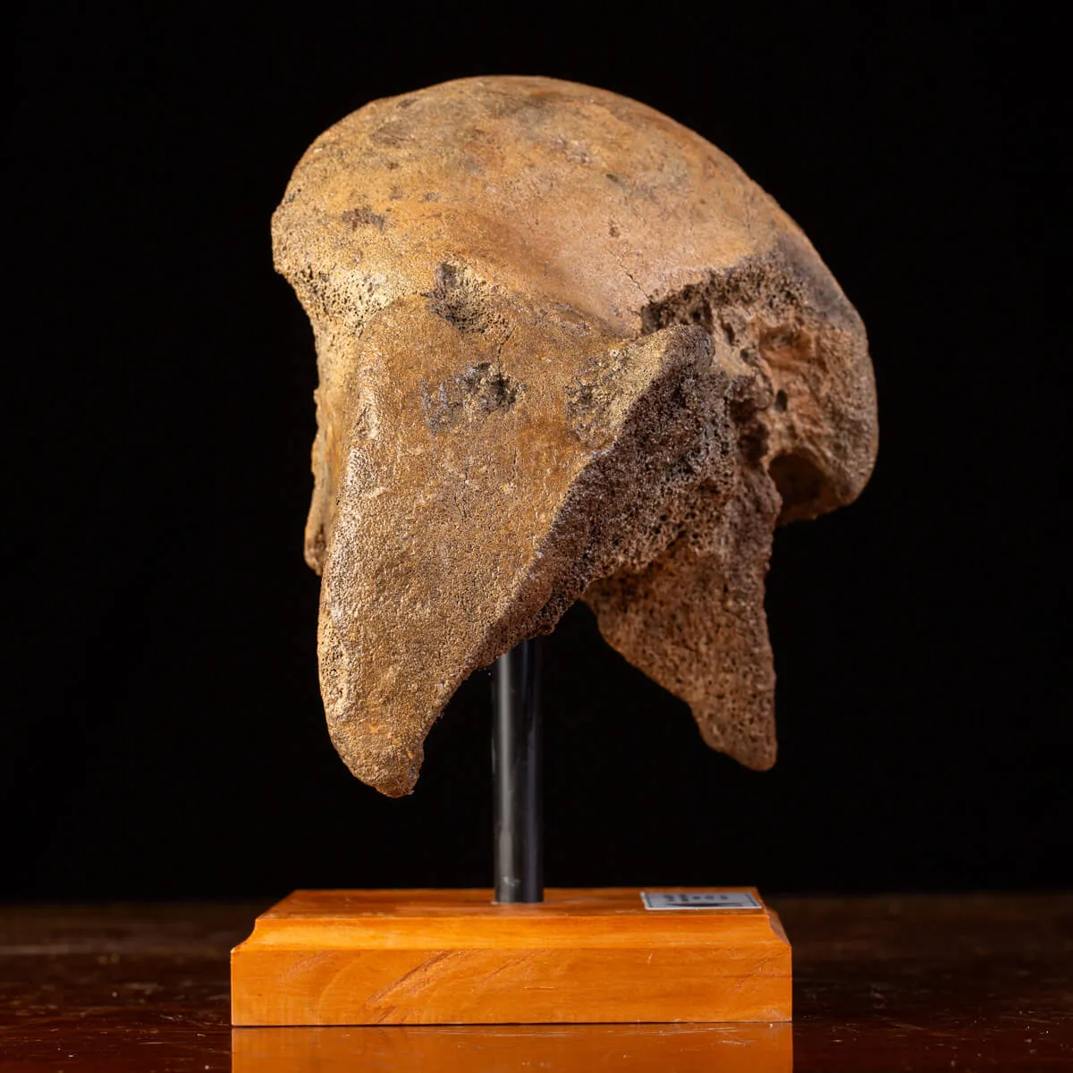 Femore del Mammut Lanoso del Pleistocene.