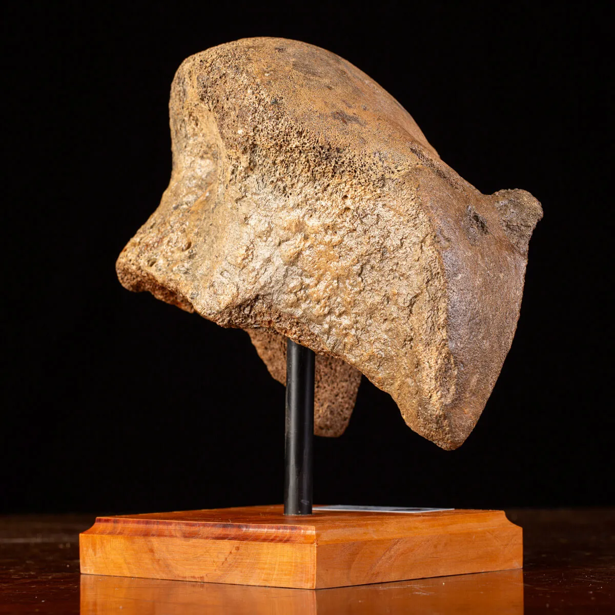 Femore del Mammut Lanoso del Pleistocene.