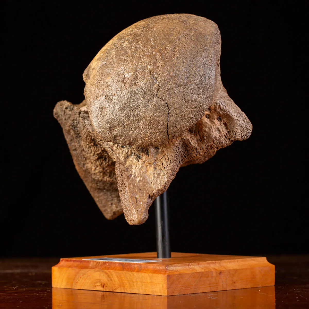 Femore del Mammut Lanoso del Pleistocene.